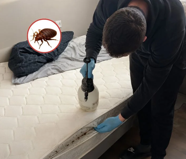 Technicien traitant un matelas contre les punaises de lit à Évry-Courcouronnes